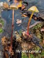 Mycena crocata-amf1325